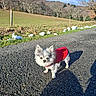 Kiki participe au concours pour gagner de l'argent avec cette photo : dog, small_dog, fluffy, red_coat, winter, outdoor, rural, countryside, road, asphalt, grass, hill, trees, bare_trees, snow, blue_sky, sunlight, shadow, standing, animal