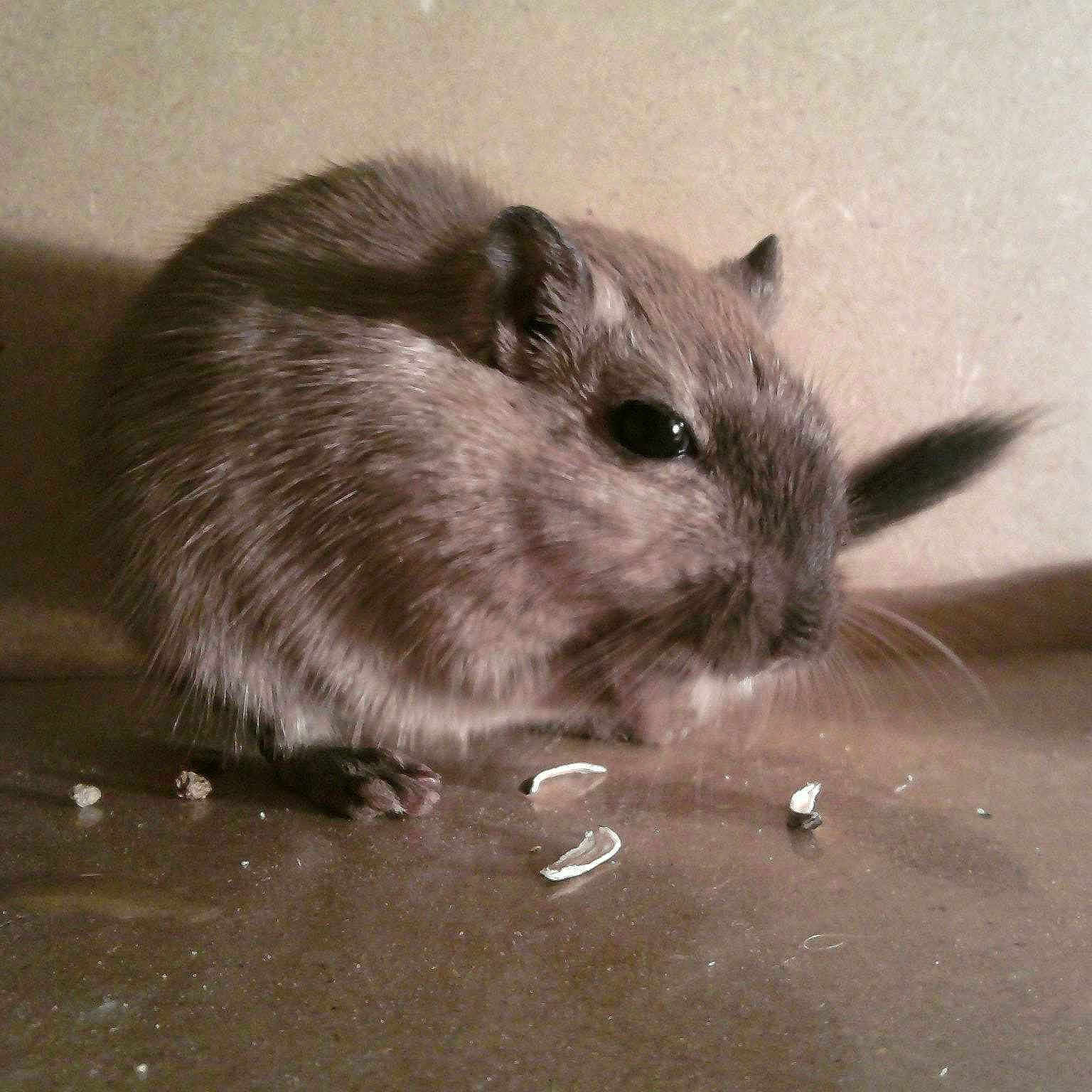 Keïko