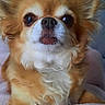 Poupy participe au concours pour gagner de l'argent avec cette photo : dog, chihuahua, small_dog, long_hair, tan_fur, white_fur, fluffy, portrait, close_up, pet, canine, brown_eyes, black_nose, ears, whiskers, sitting, blanket, indoors, cute, funny_expression