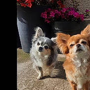Poupy participe au concours pour gagner de l'argent avec cette photo : dogs, puppies, small_breed, fluffy, long_hair, orange_dog, gray_dog, white_fur, standing, outdoor, sunlight, flowers, potted_plants, garden, patio, concrete, portrait, adorable, animals, pet