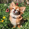 Poupy participe au concours pour gagner de l'argent avec cette photo : dog, chihuahua, small_dog, long_hair, brown_fur, white_fur, pet, animal, garden, flowers, poppies, dandelions, outdoor, sunlight, spring, grass, trees, rustic_house, portrait, sitting