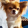 dog, small_dog, long_hair, fluffy, tan_fur, white_chest, portrait, close_up, outdoor, sunlight, blue_sky, wooden_background, pointed_ears, dark_eyes, black_nose, tongue_out, sitting, pet, animal, cute