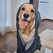 Tamia participe au concours pour gagner de l'argent avec cette photo : animal, carpet, cozy, curtains, cute, dog, domestic_animal, furniture, golden_retriever, happy, home, hoodie, indoor, living_room, natural_light, pet, portrait, smiling, tongue_out, wood_floor