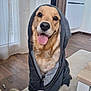 animal, carpet, cozy, curtains, cute, dog, domestic_animal, furniture, golden_retriever, happy, home, hoodie, indoor, living_room, natural_light, pet, portrait, smiling, tongue_out, wood_floor