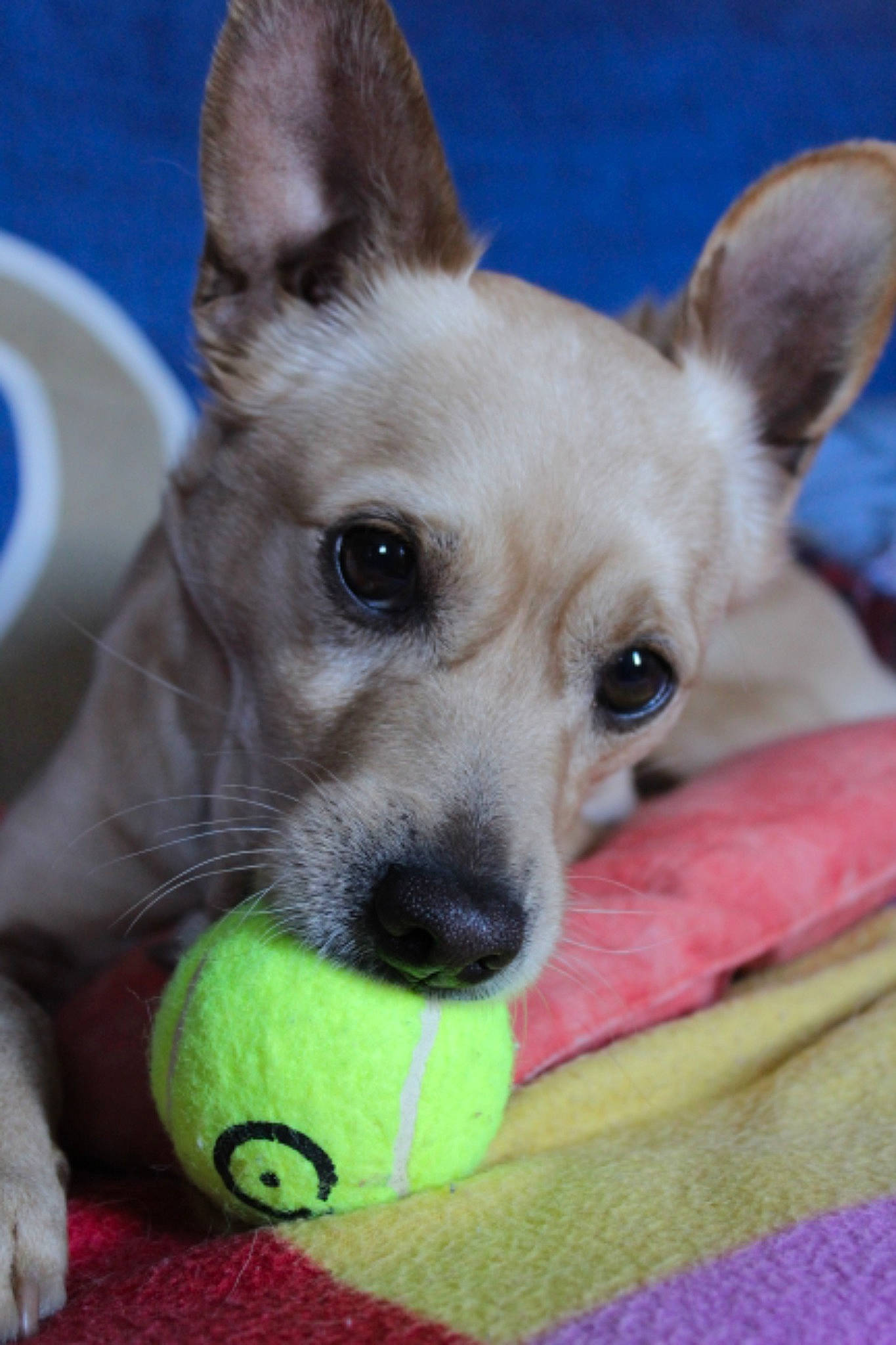 Peeps a rejoint le concours — aidez-le/la à gagner de superbes lots ! ball, canidae, carnivore, chihuahua, companion_dog, corgi_chihuahua, dog, dog_breed, dog_toy, fawn, mammal, pembroke_welsh_corgi, puppy, rare_breed_dog, snout, tennis_ball, vertebrate, whiskers