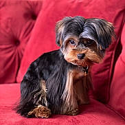 Titien a rejoint le concours — aidez-le/la à gagner de superbes lots ! adorable, close_up, collar, couch, dog, domestic_animal, expressive_eyes, fur, groomed, indoor, looking_at_camera, pet, plush_upholstery, portrait, red_couch, sitting, small_dog, soft_texture, whiskers, yorkshire_terrier