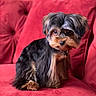 adorable, close_up, collar, couch, dog, domestic_animal, expressive_eyes, fur, groomed, indoor, looking_at_camera, pet, plush_upholstery, portrait, red_couch, sitting, small_dog, soft_texture, whiskers, yorkshire_terrier