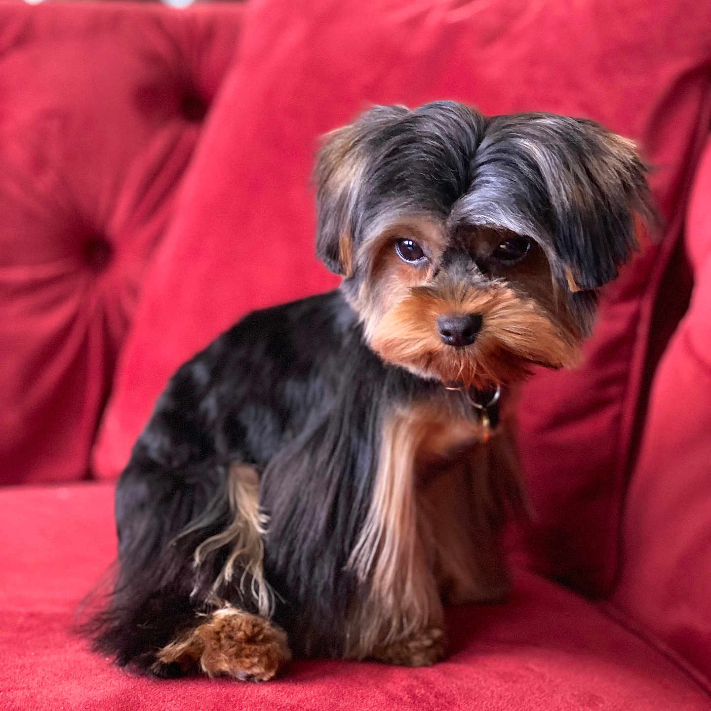 Titien participe au concours pour gagner de l'argent avec cette photo : adorable, close_up, collar, couch, cute, dog, eyes, fur, home, indoor, looking_at_camera, pet, portrait, puppy, red_sofa, shallow_depth_of_field, sitting, small_dog, whiskers, yorkshire_terrier