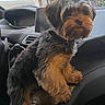 Titien participe au concours pour gagner de l'argent avec cette photo : brown_black_fur, buildings, car_interior, center_console, city_street, collar, cute, dashboard, dog, front_seat, fur, looking_at_camera, pet, portrait, puppy, seat, sitting, small_dog, window, yorkshire_terrier