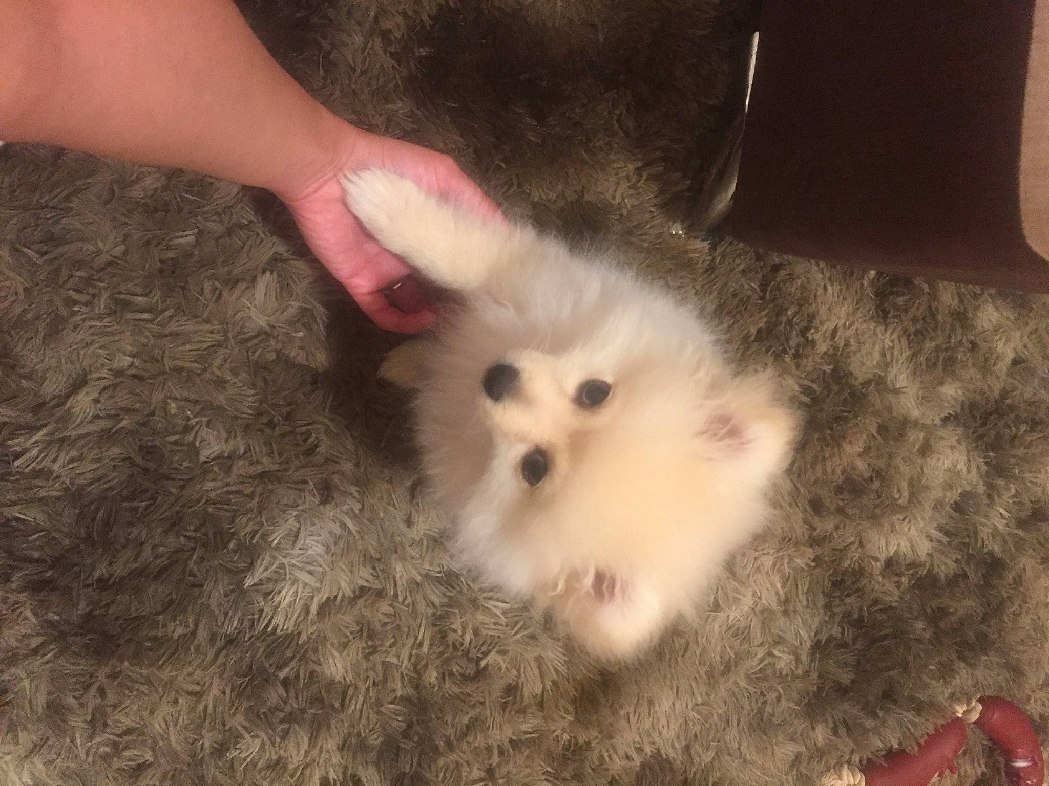 Lucas joined the competition — help win amazing prizes! canidae, chicken, companion_dog, dog_breed, domestic_rabbit, fawn, felidae, finger, fur, livestock, paw, poultry, rabbit, rabbits_and_hares, small_to_medium_sized_cats, snout, spitz, tail, terrestrial_animal, whiskers