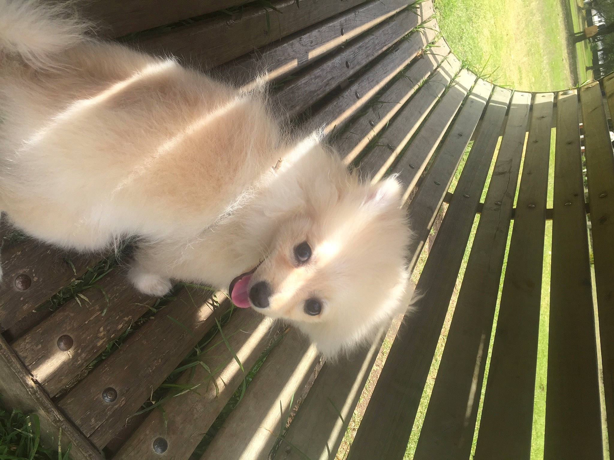 Lucas is registered to the contest to win money with this photo: american_eskimo_dog, carnivore, cat, companion_dog, dog, dog_breed, fawn, felidae, fur, german_spitz, indian_spitz, landscape, metal, samoyed, small_to_medium_sized_cats, spitz, steel, symmetry, tail, whiskers