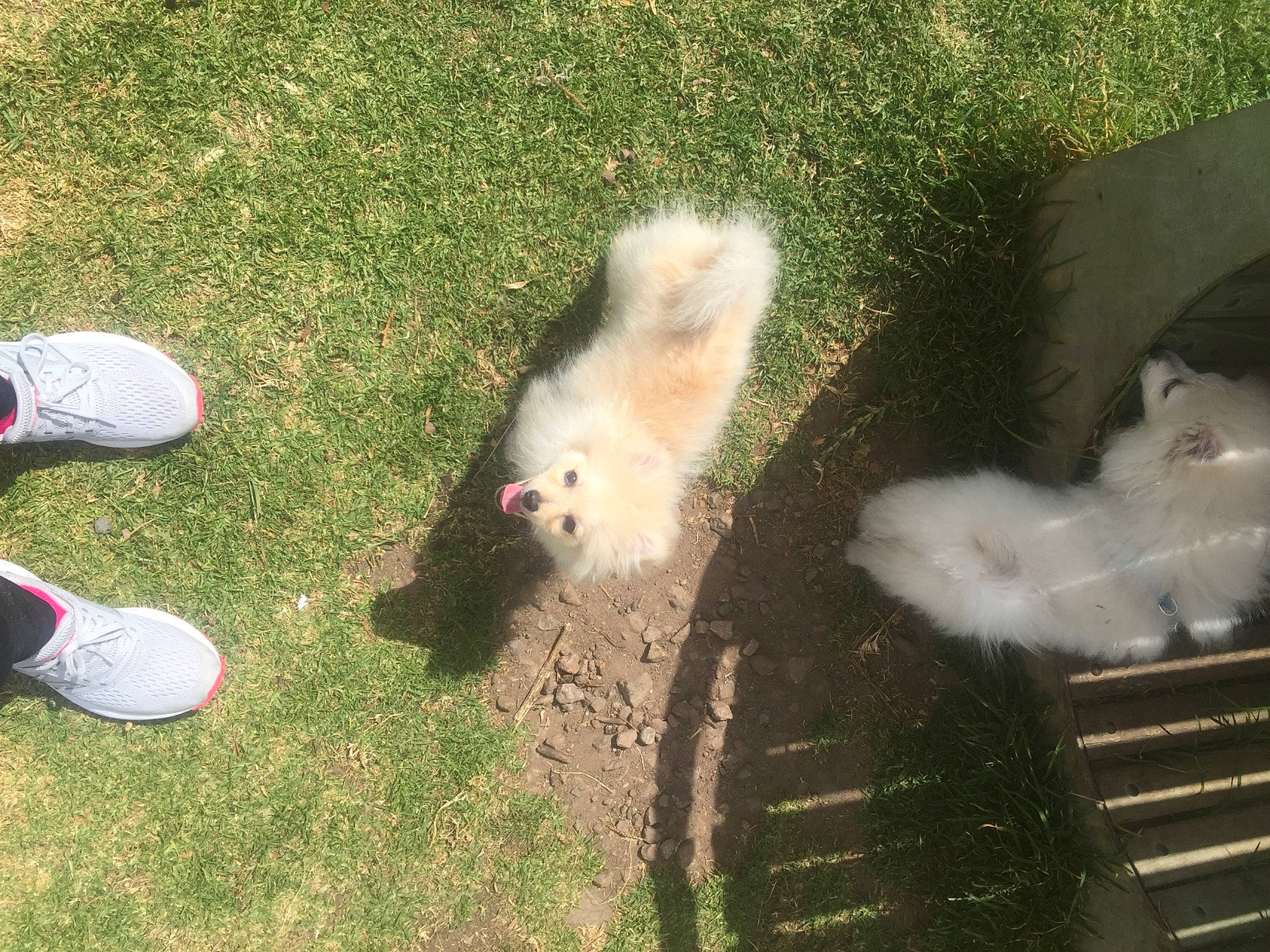 Lucas is registered to the contest to win money with this photo: asphalt, carnivore, companion_dog, dog, dog_breed, foot, fur, german_spitz, grass, mammal, non_sporting_group, road_surface, shadow, sidewalk, small_terrier, spitz, tail, terrier, toy_dog, vertebrate