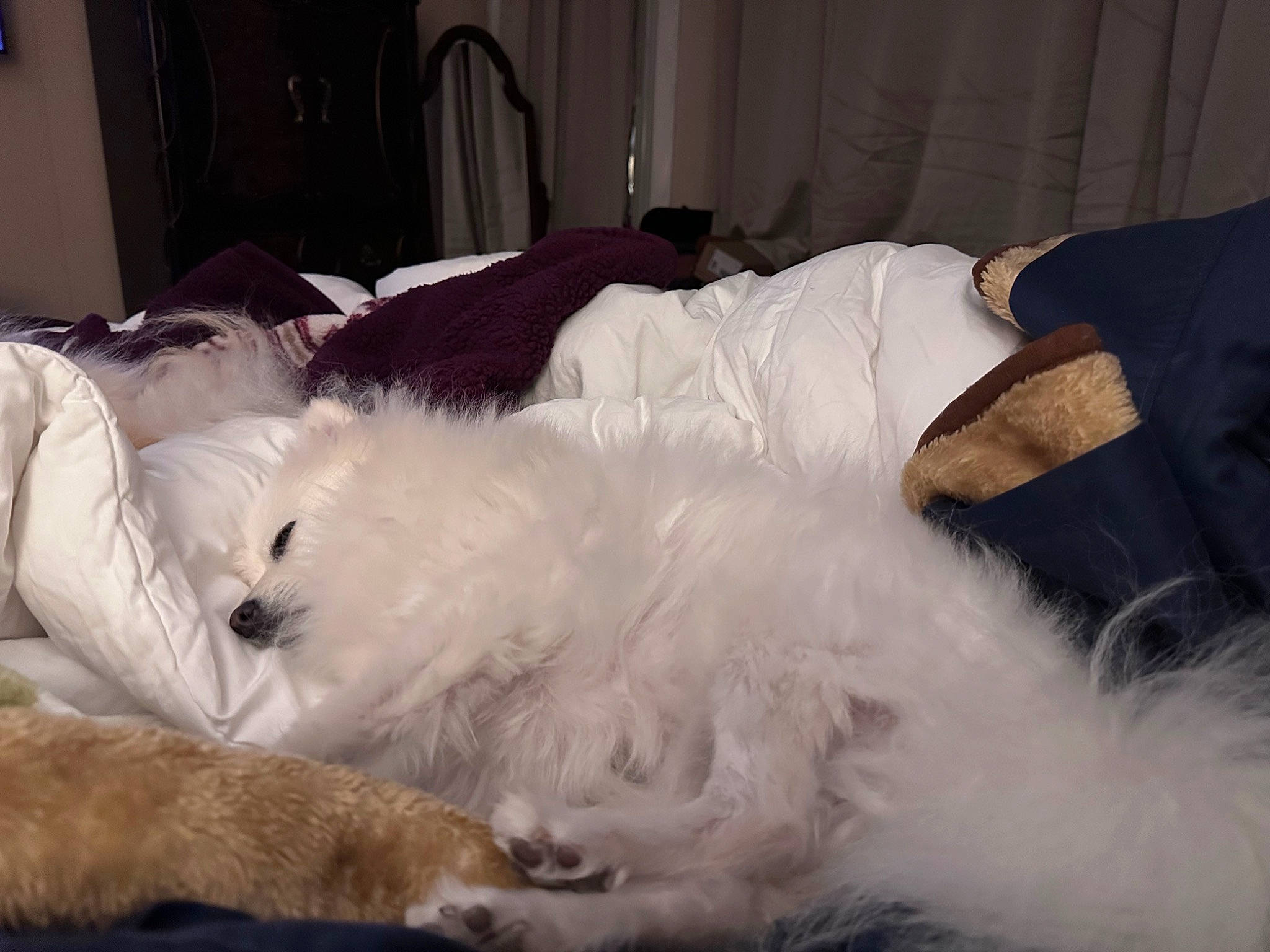 Copito joined the competition — help win amazing prizes! bedding, canidae, carnivore, comfort, companion_dog, couch, curtain, dog, dog_breed, duvet, feather, felidae, fur, linens, nap, paw, room, small_to_medium_sized_cats, sporting_group, whiskers