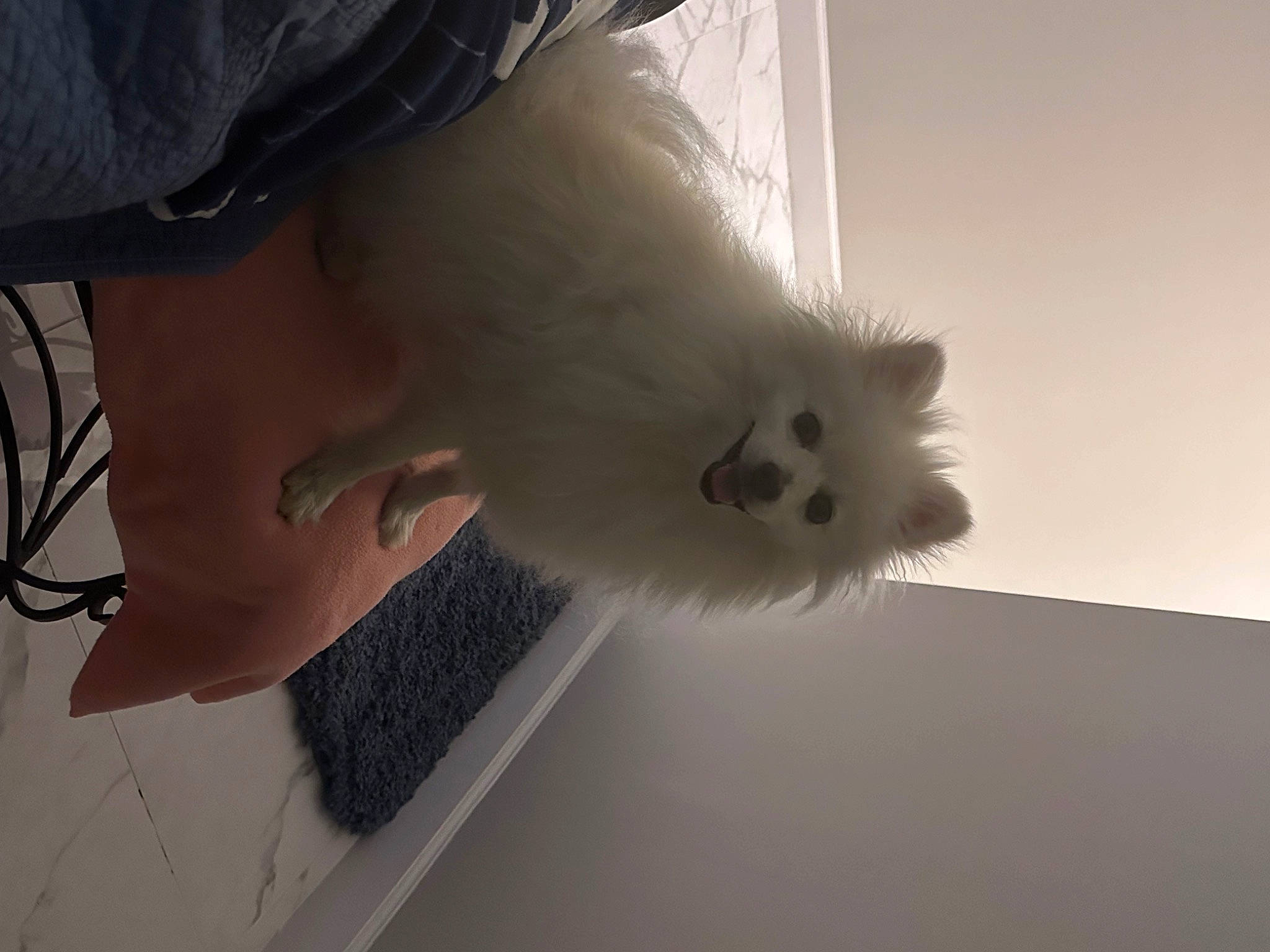 Copito joined the competition — help win amazing prizes! carnivore, cat, feather, felidae, fur, paw, room, small_to_medium_sized_cats, snout, tail, whiskers