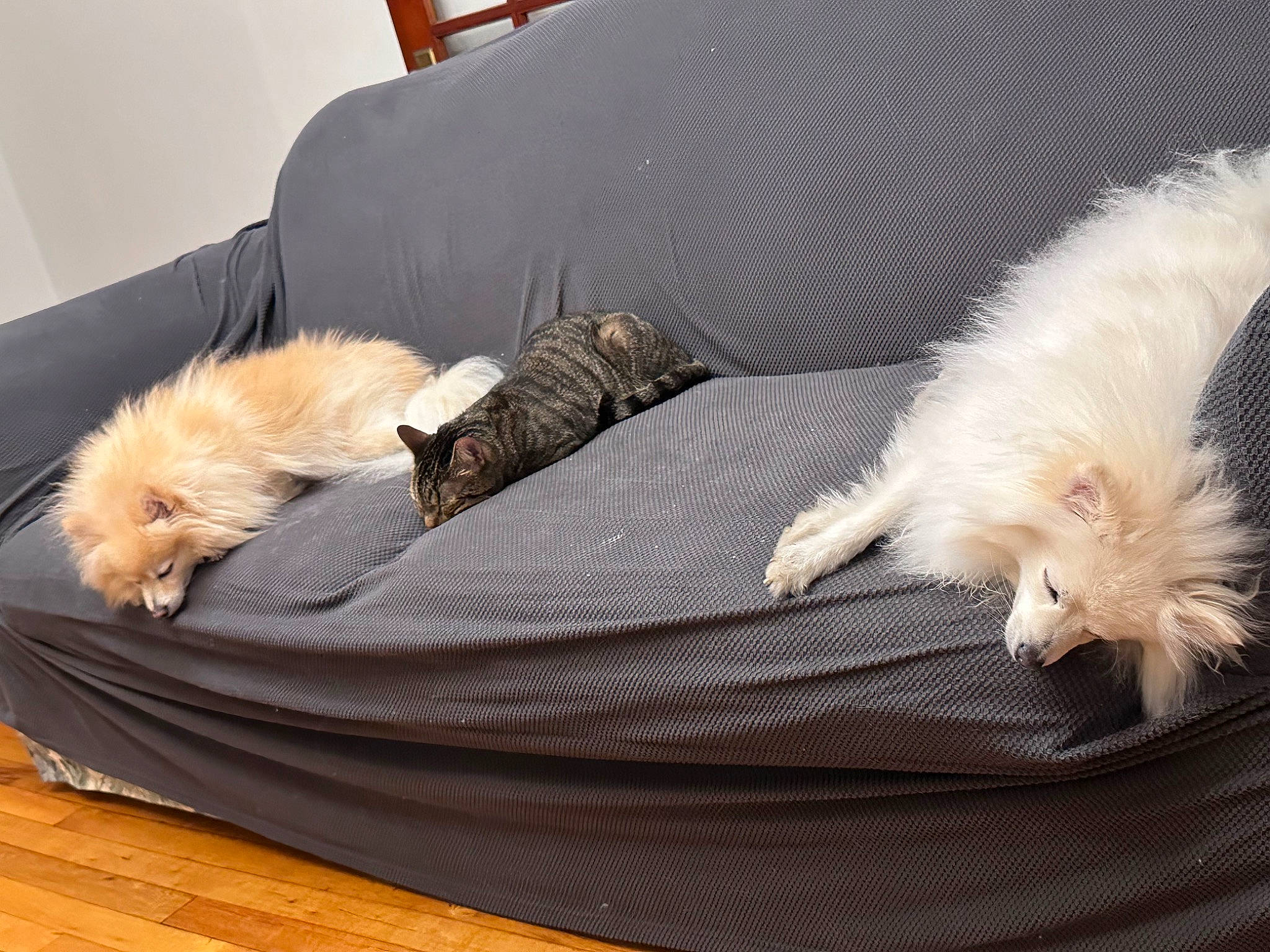 Copito is registered to the contest to win money with this photo: bed, canidae, carnivore, comfort, companion_dog, couch, dog, dog_breed, dog_supply, fawn, felidae, fur, hardwood, linens, liver, nap, small_to_medium_sized_cats, sporting_group, tail, wood