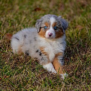 Indy is registered to the contest to win money with this photo: puppy, dog, australian_shepherd, grass, outdoor, animal, pet, blue_eyes, fur, cute, young, lying_down, nature, mammal, portrait, small, adorable, brown, white, black