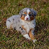 puppy, dog, australian_shepherd, grass, outdoor, animal, pet, blue_eyes, fur, cute, young, lying_down, nature, mammal, portrait, small, adorable, brown, white, black