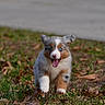 Indy joined the competition — help win amazing prizes! puppy, dog, grass, leaves, outdoor, animal, running, happy, cute, fur, blue_eyes, tongue_out, ears, nature, playful, pet, adorable, young, energetic, muzzle