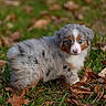 Indy is registered to the contest to win money with this photo: puppy, dog, australian_shepherd, blue_eyes, fur, grass, autumn, leaves, outdoor, nature, young, cute, animal, pet, small, walking, curious, adorable, fluffy, nose
