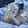 animal, basket, blue_eyes, cat, closeup, companions, curious, cute, domestic, fur_pattern, furry, indoor, kitten, pet, playful, snuggling, soft, towel, whiskers, young
