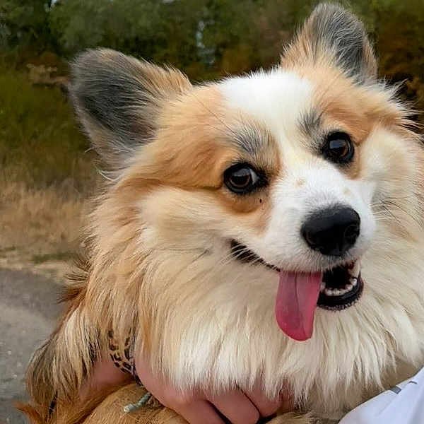 Austine a rejoint le concours — aidez-le/la à gagner de superbes lots ! dog, fluffy, long_hair, large_ears, open_mouth, tongue, smiling, happy, portrait, close_up, pet, animal, outdoors, nature, trees, path, fur, white_and_tan, being_held, playful