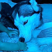 Topaze a rejoint le concours — aidez-le/la à gagner de superbes lots ! dog, husky, baby, hand, bed, couch, fur, animal, pet, indoor, blue_light, resting, calm, interaction, sniffing, cozy, domestic, furniture, closeup, comfort