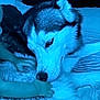 dog, husky, baby, hand, bed, couch, fur, animal, pet, indoor, blue_light, resting, calm, interaction, sniffing, cozy, domestic, furniture, closeup, comfort
