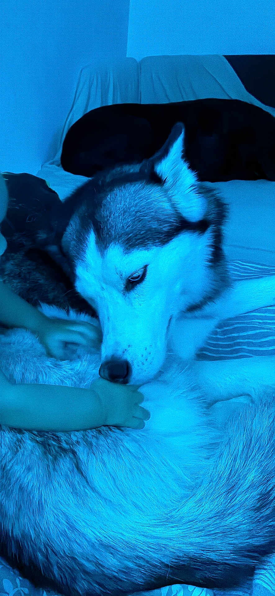 Topaze a rejoint le concours — aidez-le/la à gagner de superbes lots ! dog, husky, baby, hand, bed, couch, fur, animal, pet, indoor, blue_light, resting, calm, interaction, sniffing, cozy, domestic, furniture, closeup, comfort