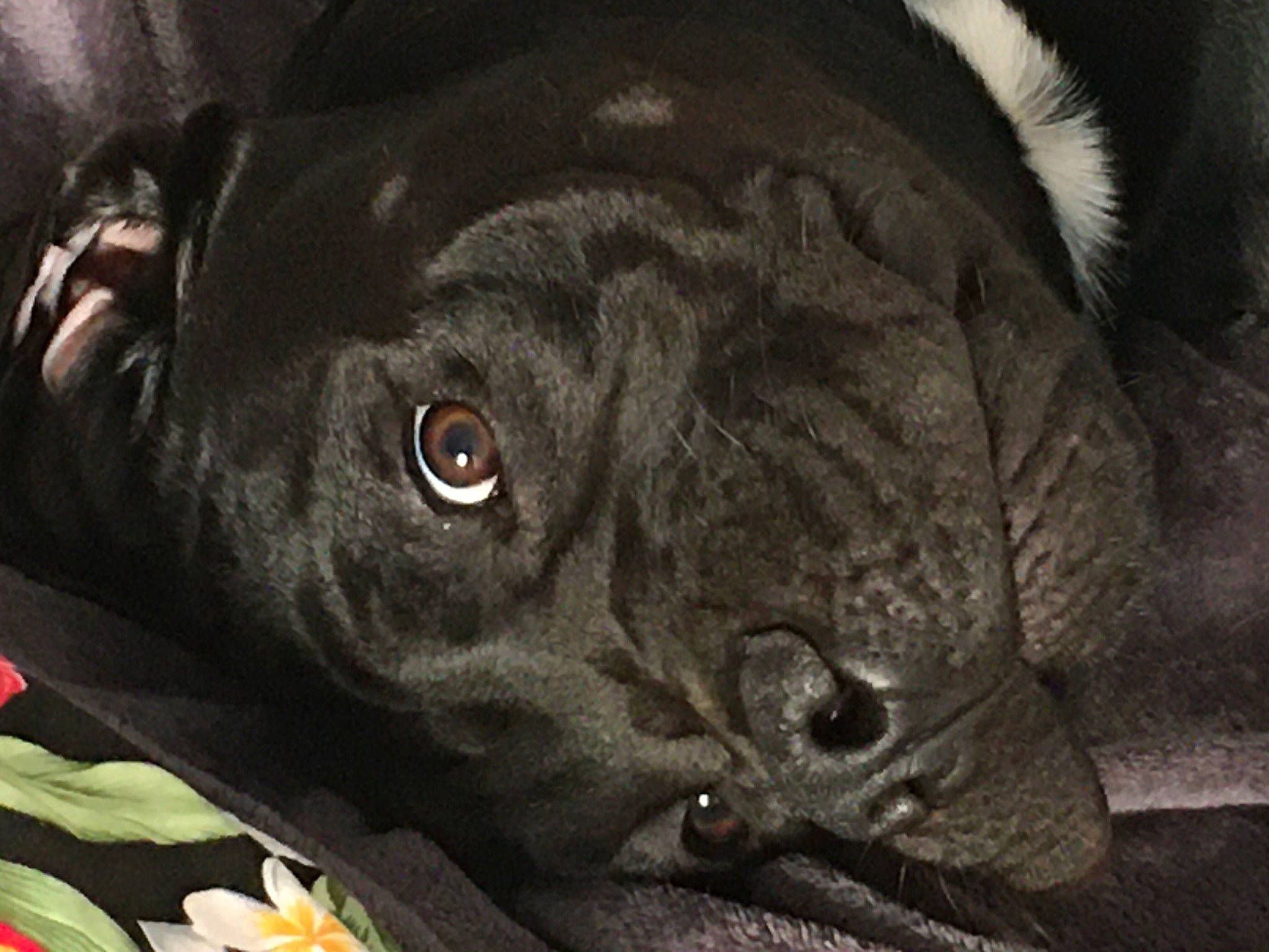 Atua participe au concours pour gagner de l'argent avec cette photo : art, borador, canidae, carnivore, close_up, companion_dog, dog, dog_breed, ear, fur, grass, guard_dog, gun_dog, liver, plant, snout, sporting_group, terrestrial_animal, whiskers, working_animal