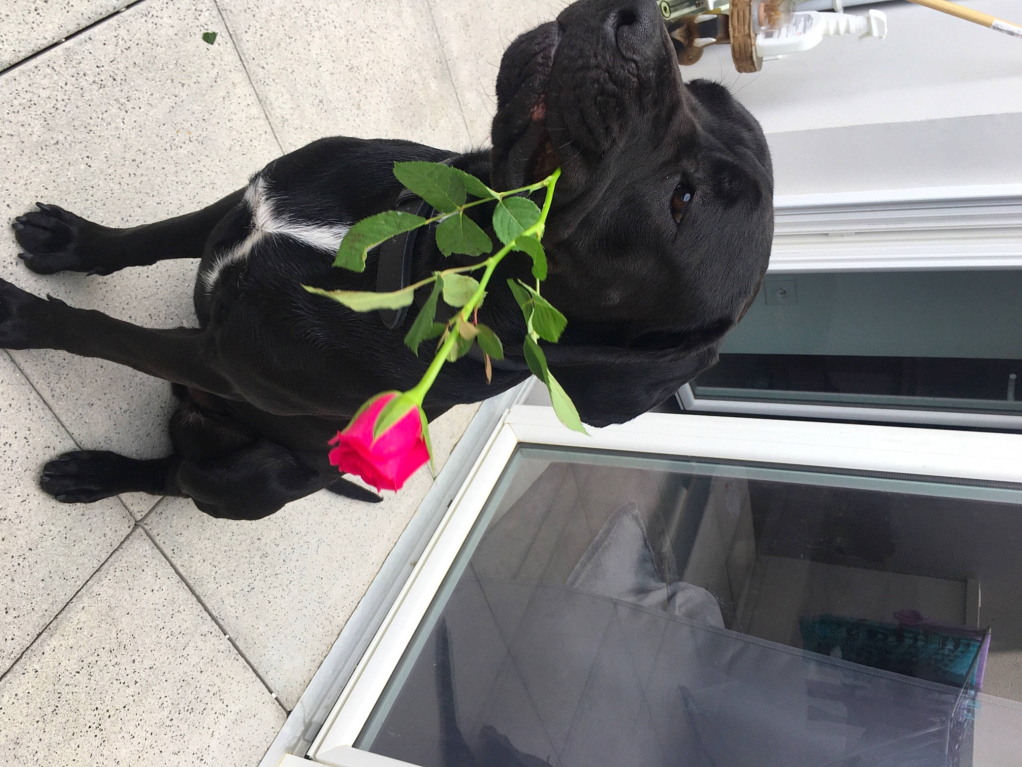 Atua participe au concours pour gagner de l'argent avec cette photo : auto_part, automotive_exterior, automotive_window_part, carnivore, collar, companion_dog, dog, dog_breed, felidae, glass, leash, motor_vehicle, pet_supply, plant, small_to_medium_sized_cats, sporting_group, tail, vehicle_door, vertebrate, windshield