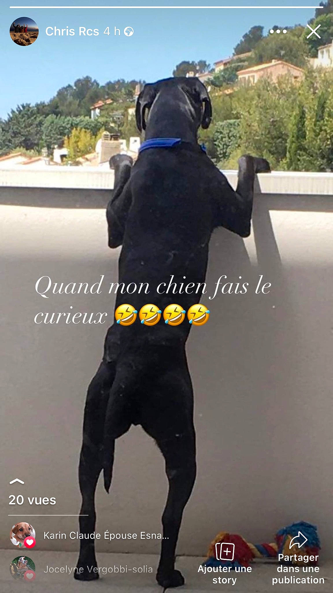 Atua participe au concours pour gagner de l'argent avec cette photo : belt, carnivore, collar, companion_dog, dog, dog_breed, dog_collar, electric_blue, fashion_accessory, hat, knee, personal_protective_equipment, recreation, sky, sleeve, sportswear, thigh, tree, waist, working_animal