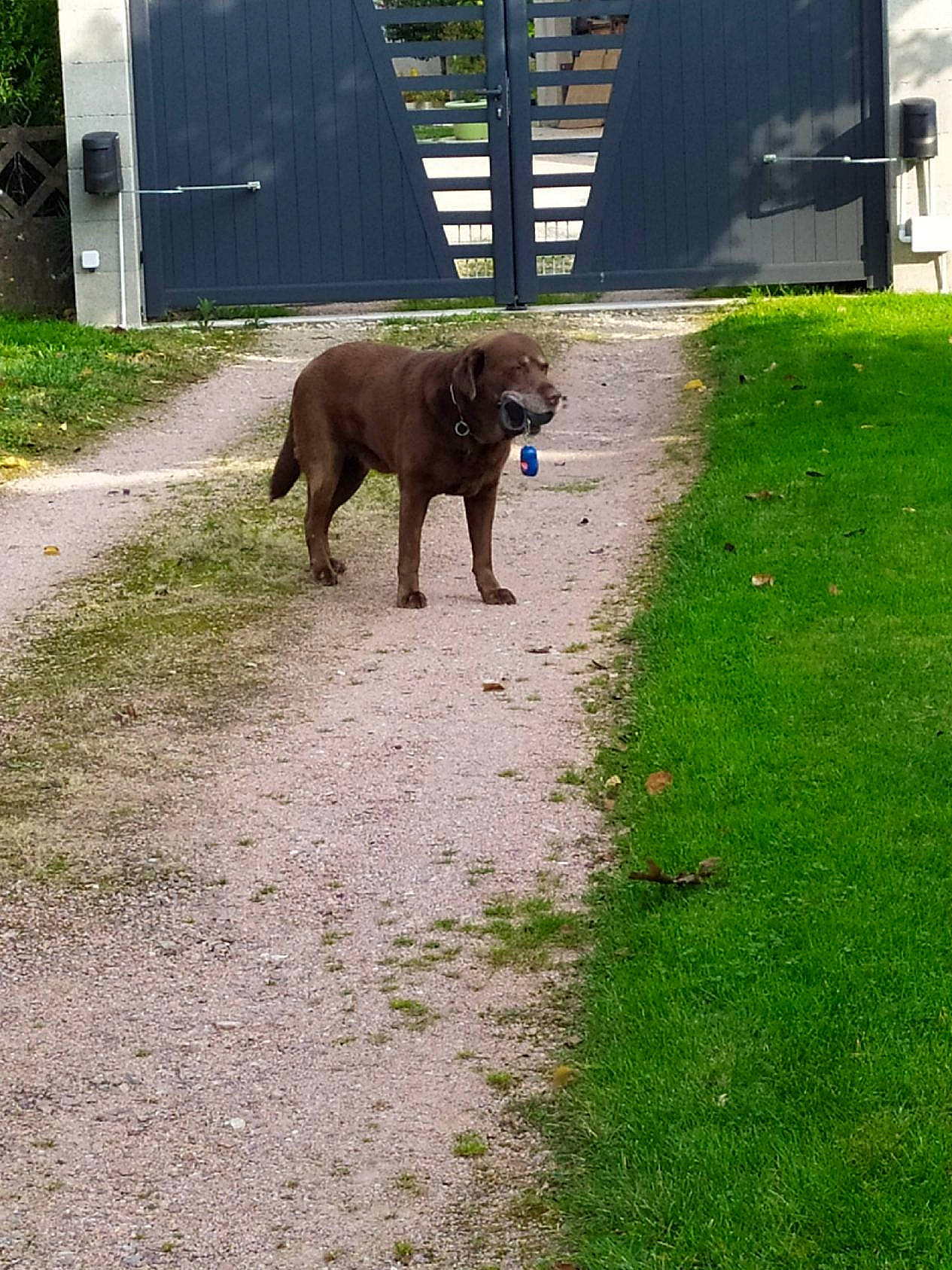 Falko participe au concours pour gagner de l'argent avec cette photo : canidae, carnivore, companion_dog, dog, dog_breed, fawn, grass, groundcover, guard_dog, gun_dog, liver, plant, pointing_breed, pudelpointer, snout, sporting_group, tail, terrestrial_animal, working_animal, working_dog