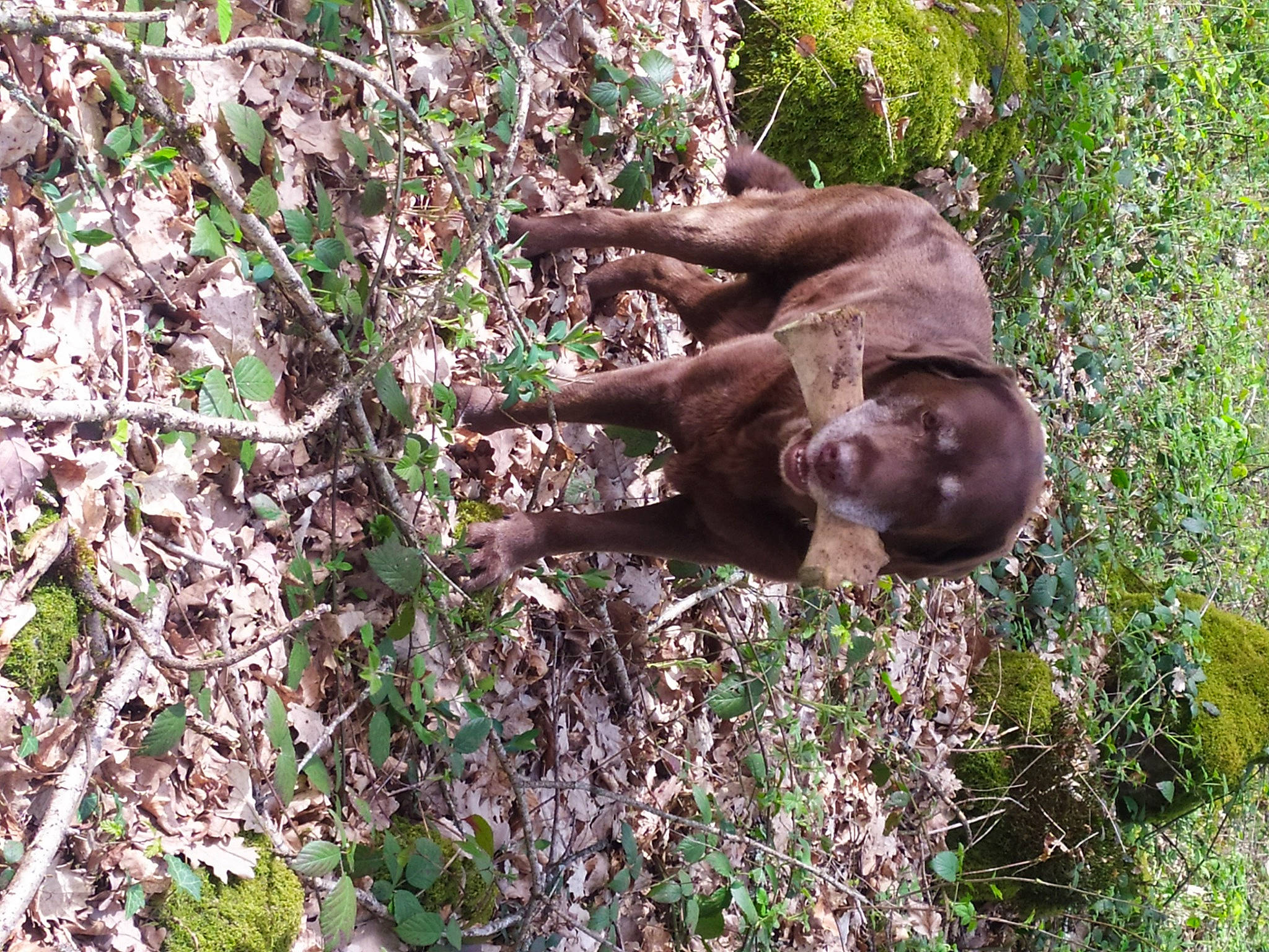 Falko a rejoint le concours — aidez-le/la à gagner de superbes lots ! canidae, fawn, forest, grass, groundcover, human_leg, liver, natural_material, plant, plant_community, sculpture, soil, sporting_group, terrestrial_animal, trunk, twig, wildlife, wood, woodland, working_animal