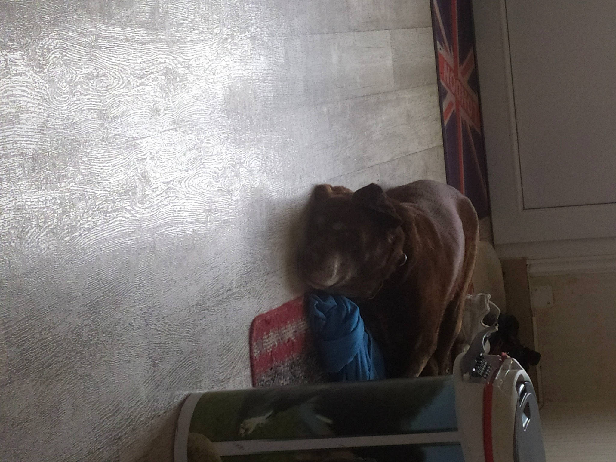 Falko participe au concours pour gagner de l'argent avec cette photo : canidae, carnivore, cat, comfort, companion_dog, concrete, dog, dog_breed, fawn, felidae, flooring, fur, hardwood, room, small_to_medium_sized_cats, sporting_group, tints_and_shades, window, wood, working_animal