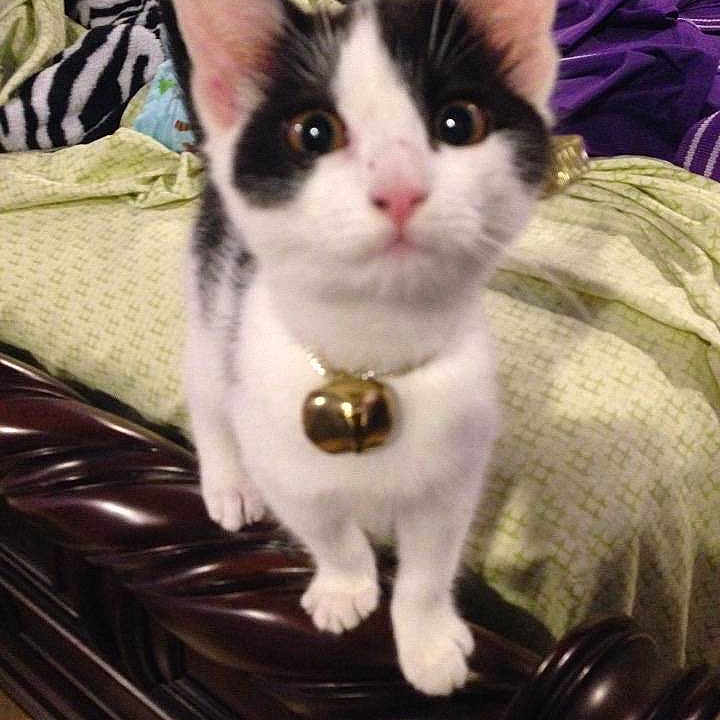 Gato joined the competition — help win amazing prizes!
