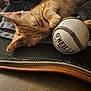 cat, kitten, sleeping, orange_tabby, paw, ball, toy, closeup, indoor, cozy, feline, pet, resting, fur, cute, domestic_animal, animal, soft, relaxation, texture