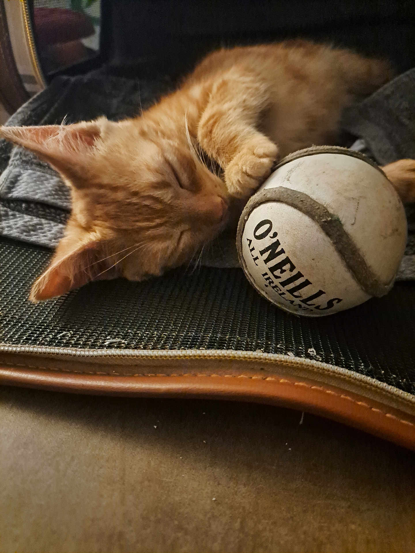 Rroû participe au concours pour gagner de l'argent avec cette photo : cat, kitten, sleeping, orange_tabby, paw, ball, toy, closeup, indoor, cozy, feline, pet, resting, fur, cute, domestic_animal, animal, soft, relaxation, texture
