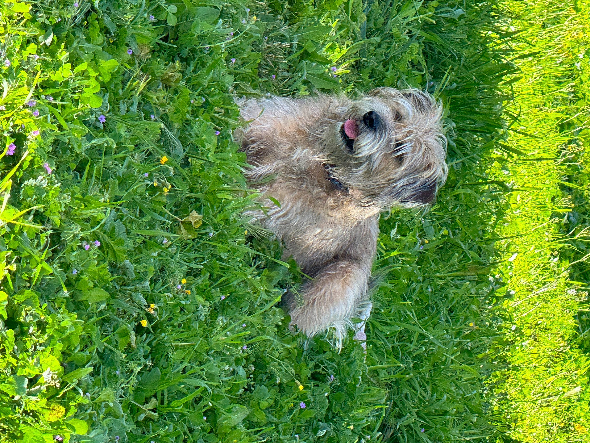 Pippo a rejoint le concours — aidez-le/la à gagner de superbes lots ! canidae, carnivore, companion_dog, dog, dog_breed, flower, grass, groundcover, hoary_marmot, liver, plant, shrub, small_terrier, sporting_group, terrestrial_animal, terrier, toy_dog, working_animal