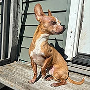 Rocky is registered to the contest to win money with this photo: dog, small_dog, tan_dog, white_markings, pet, outdoor, sunlight, porch, wooden_surface, ears_up, paw_raised, relaxed, sitting, shadow, house, door, weathered_wood, quiet, calm, daylight