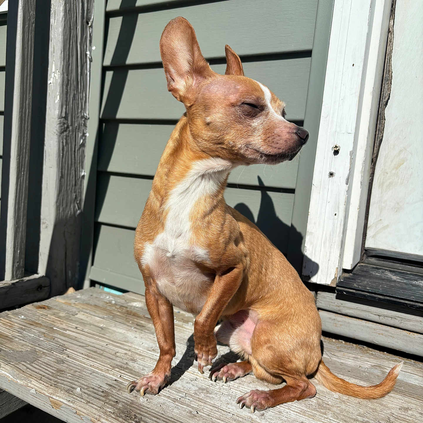 Rocky is registered to the contest to win money with this photo: calm, daylight, dog, door, ears_up, house, outdoor, paw_raised, pet, porch, quiet, relaxed, shadow, sitting, small_dog, sunlight, tan_dog, weathered_wood, white_markings, wooden_surface