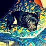 Tobi is registered to the contest to win money with this photo: puppy, dog, black_dog, pet, cushion, pillow, pattern, peacock_feather, colorful, texture, indoor, resting, cute, small_dog, animal, cozy, looking, eyes, fabric, furniture