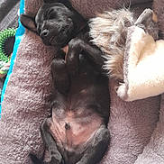 Tobi is registered to the contest to win money with this photo: dog, puppy, sleeping, bed, cozy, fluffy, black_dog, pet, relaxed, cute, indoor, animal, paw, fur, toy, resting, soft, comfort, small_dog, napping