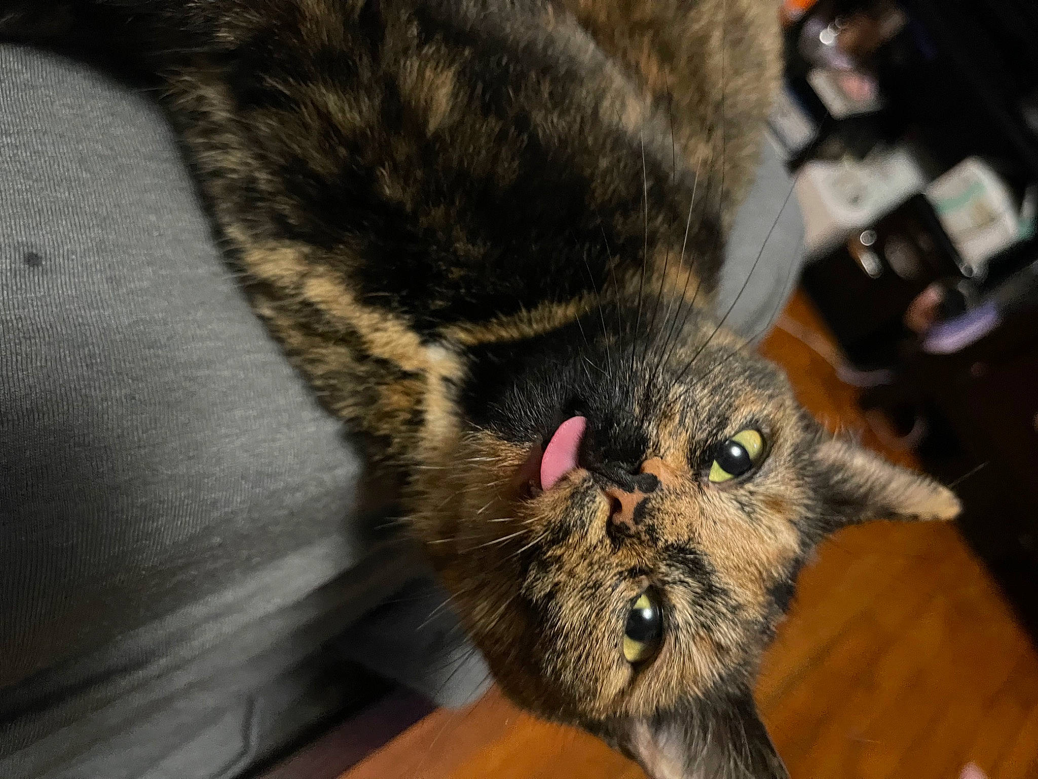 Iris is registered to the contest to win money with this photo: carnivore, cat, claw, comfort, domestic_short_haired_cat, felidae, fur, hardwood, paw, plant, small_to_medium_sized_cats, snout, terrestrial_animal, whiskers, wood