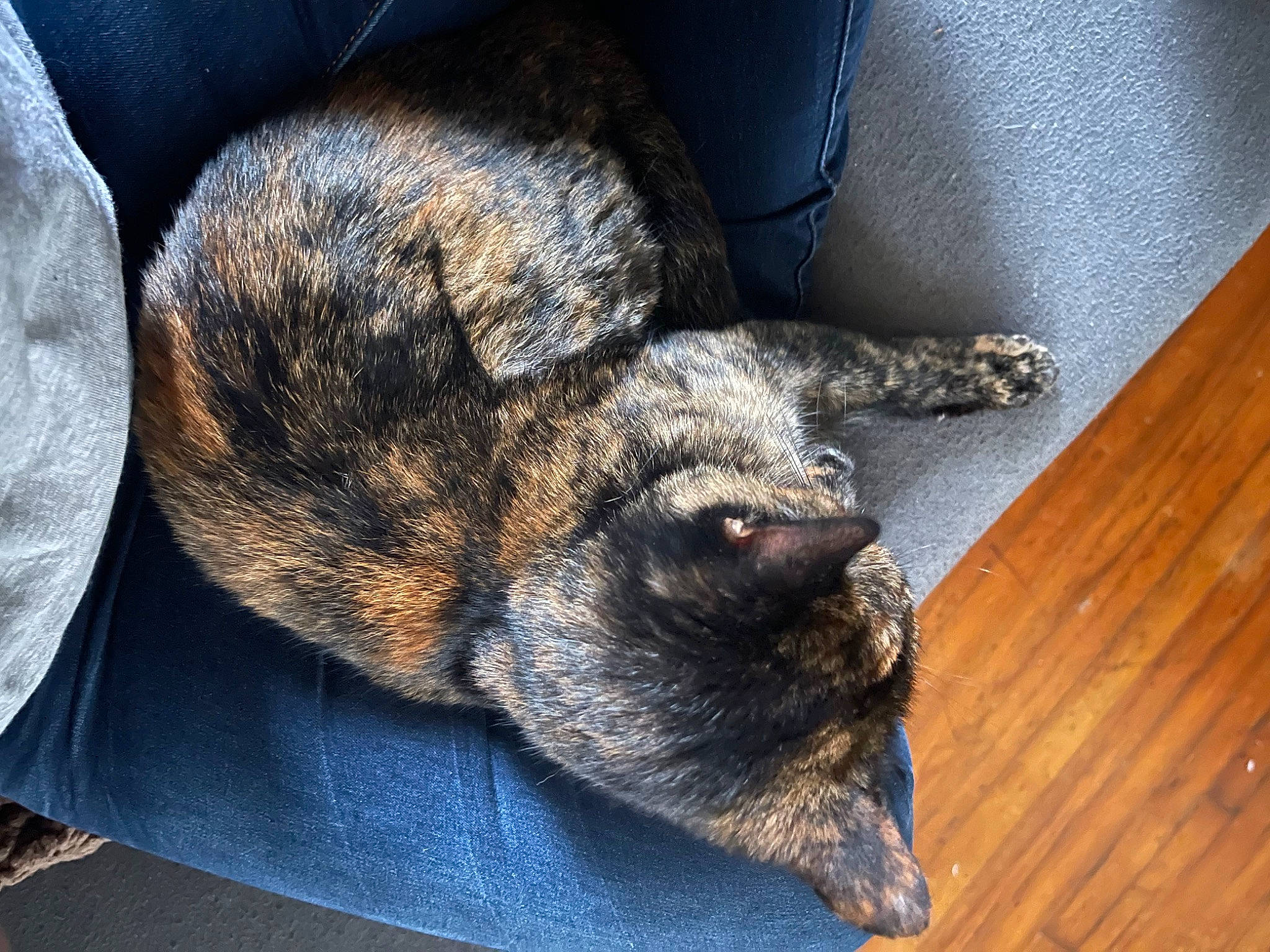 Iris joined the competition — help win amazing prizes! canidae, carnivore, cat, claw, comfort, dog_breed, domestic_short_haired_cat, electric_blue, felidae, flooring, fur, hardwood, paw, plank, small_to_medium_sized_cats, snout, sporting_group, varnish, whiskers, wood