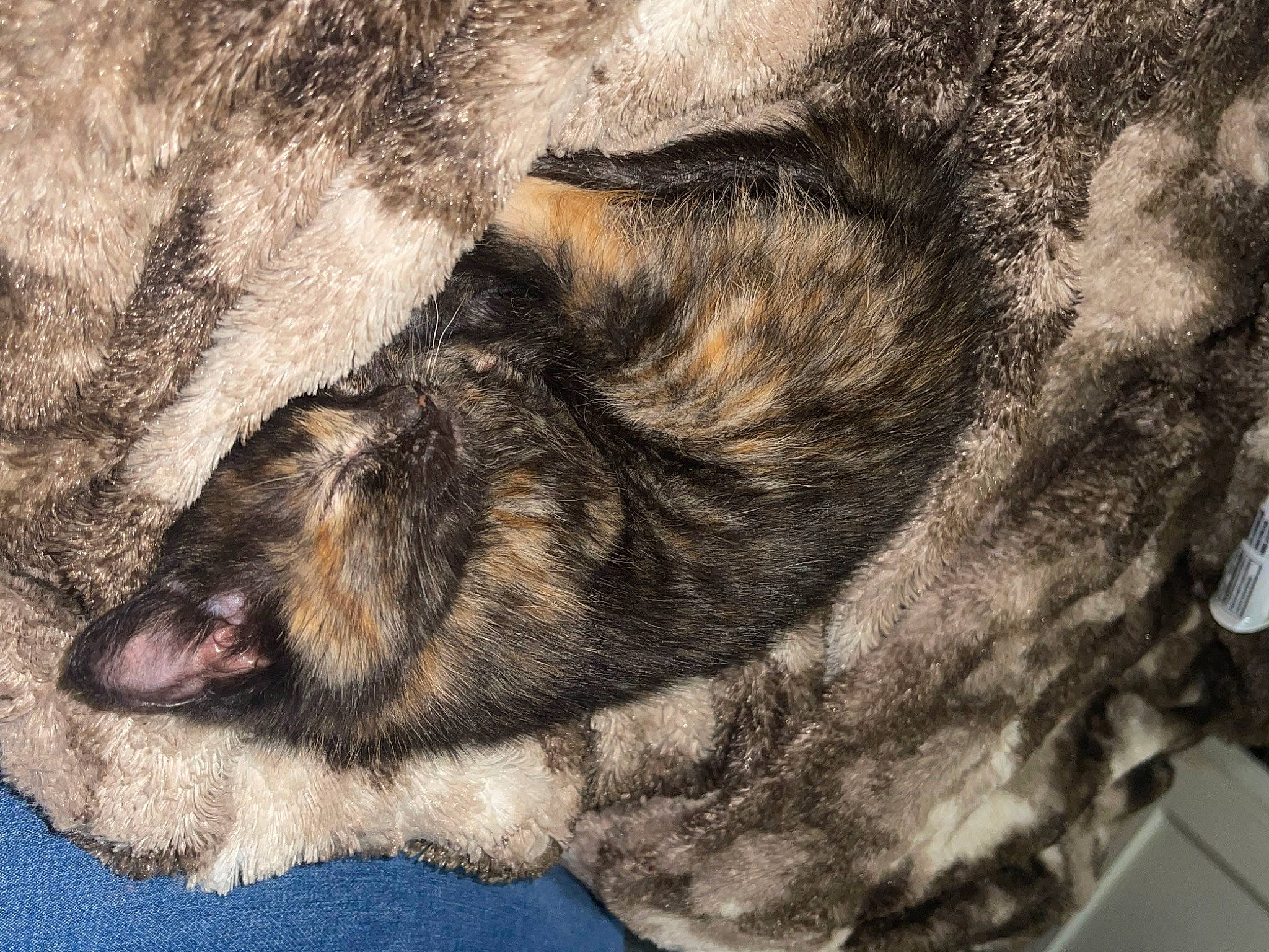 Nova joined the competition — help win amazing prizes! canidae, carnivore, claw, dog, dog_breed, foot, fur, nap, paw, sleep, snout, sporting_group, tail, terrestrial_animal, whiskers