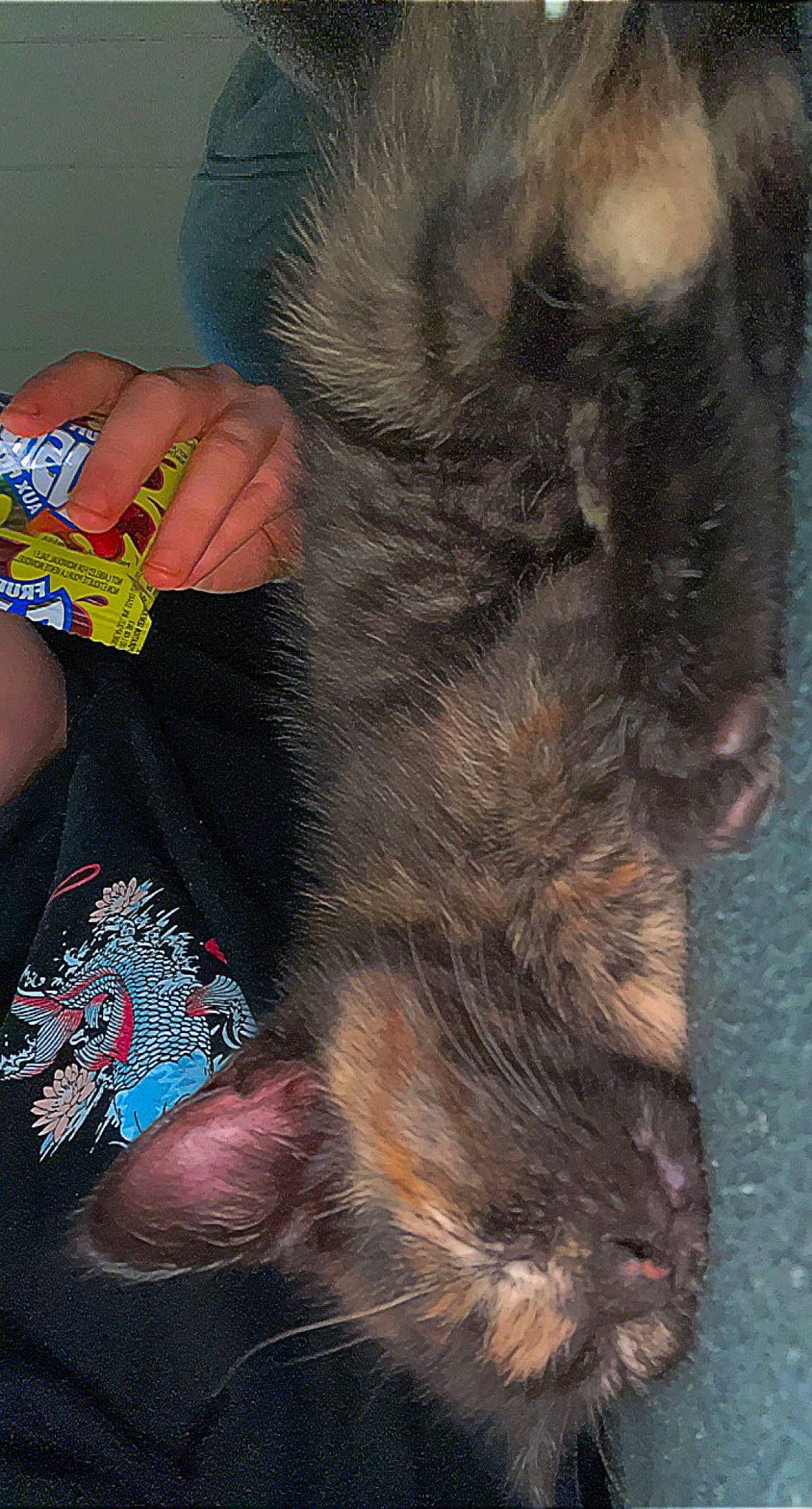 Nova is registered to the contest to win money with this photo: barefoot, carnivore, cat, claw, ear, eye, fawn, felidae, finger, foot, gesture, human_leg, nail, paw, small_to_medium_sized_cats, snout, tail, thumb, toe, whiskers