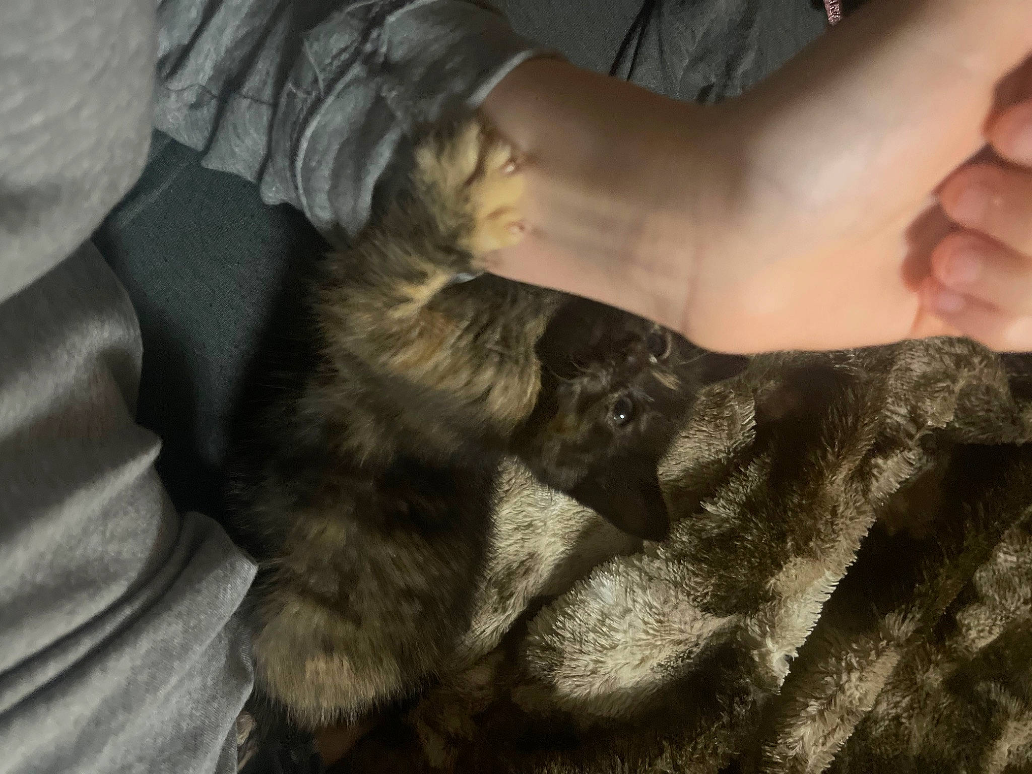 Nova is registered to the contest to win money with this photo: canidae, carnivore, claw, comfort, companion_dog, dog_breed, domestic_short_haired_cat, ear, elbow, felidae, flesh, fur, gesture, human_leg, nail, small_to_medium_sized_cats, sporting_group, thumb, whiskers, wrist