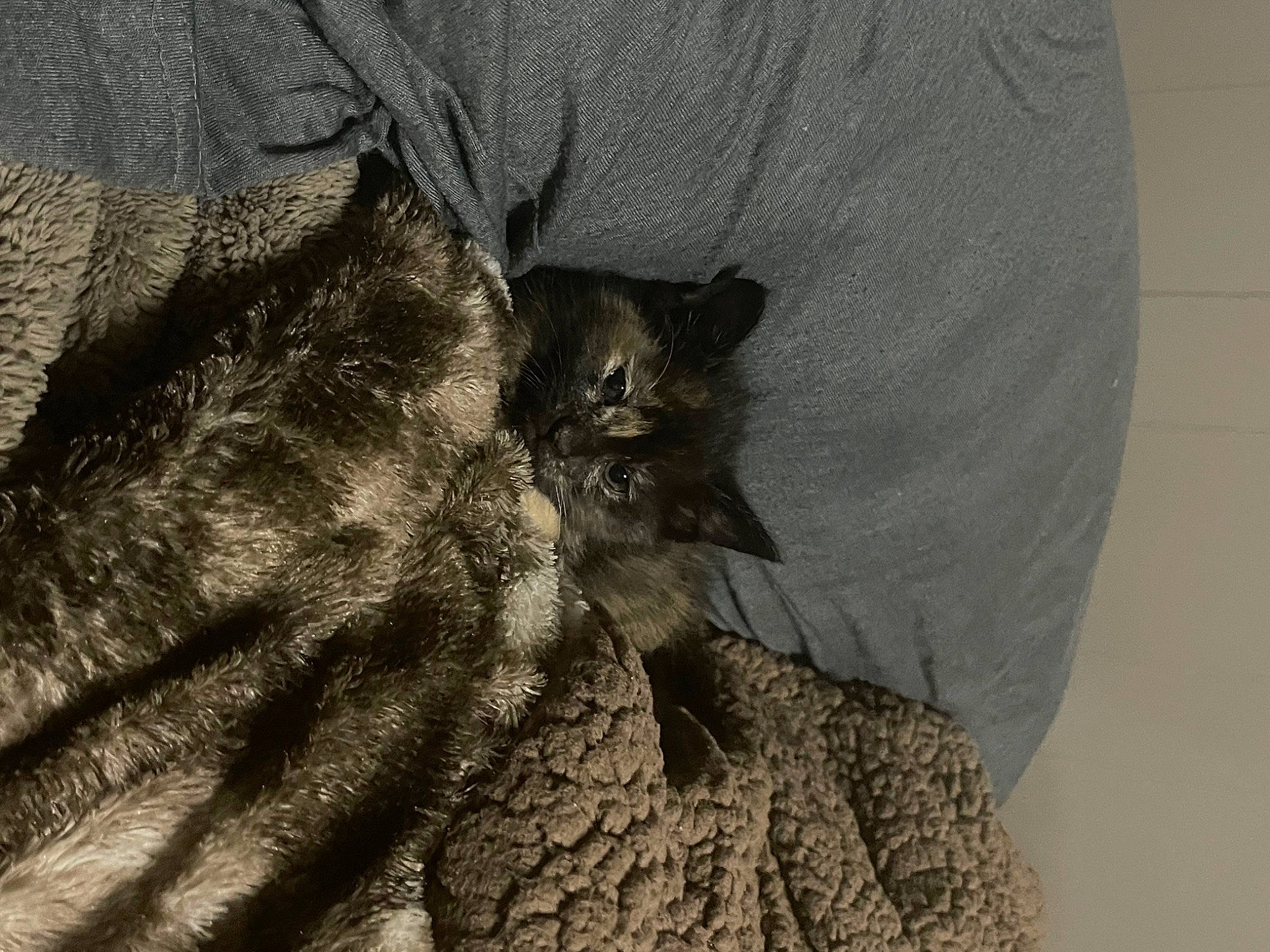 Nova joined the competition — help win amazing prizes! automotive_tire, bag, carnivore, cat, comfort, denim, domestic_short_haired_cat, fashion_accessory, felidae, fur, grey, human_leg, luggage_and_bags, organism, sleeve, small_to_medium_sized_cats, snout, tail, trunk, whiskers