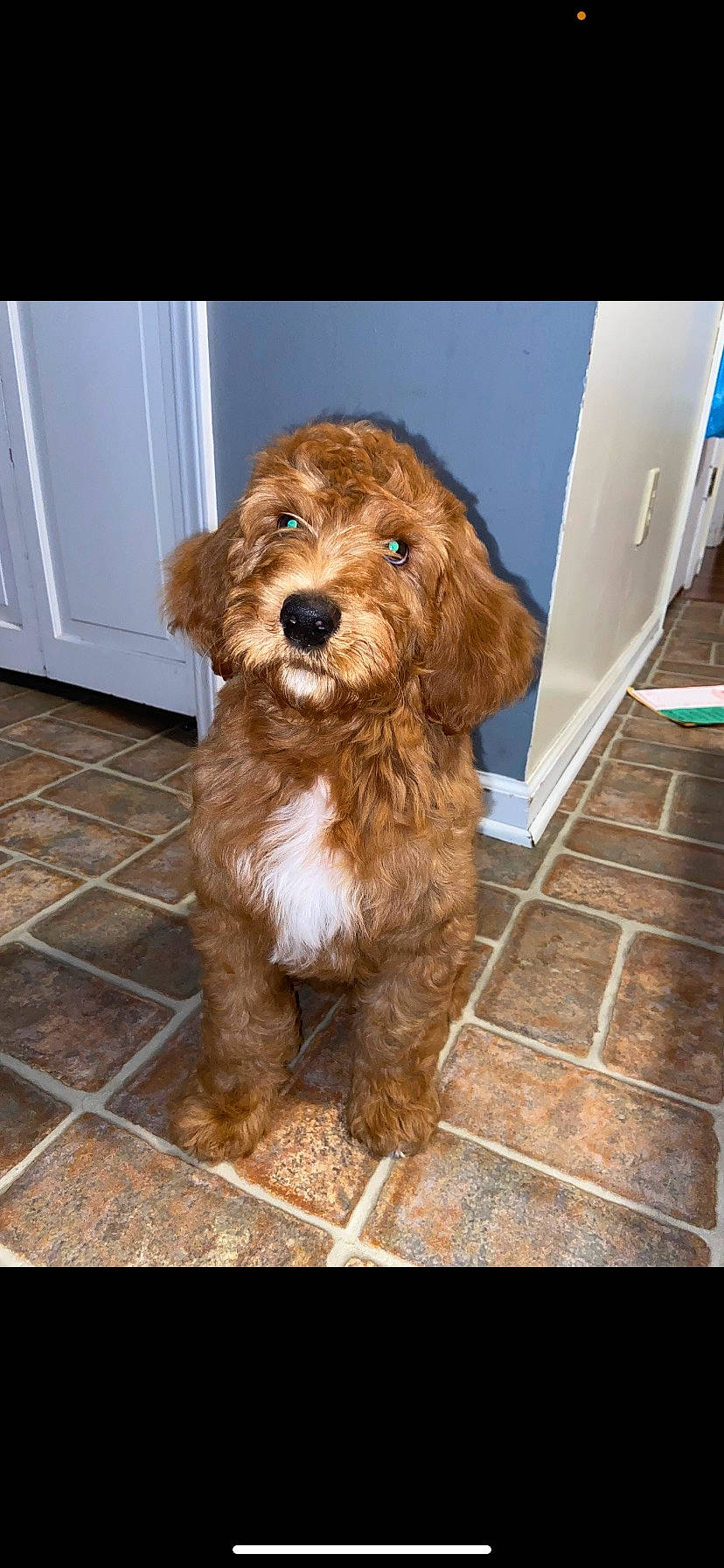 Scooby is registered to the contest to win money with this photo: canidae, carnivore, companion_dog, computer_keyboard, dog, dog_breed, dog_collar, fawn, flooring, fur, hardwood, liver, peripheral, pet_supply, snout, spaniel, sporting_group, terrier, wood, working_animal