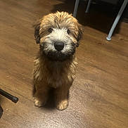 Teddy is registered to the contest to win money with this photo: puppy, dog, pet, indoor, wooden_floor, fur, cute, animal, young, sitting, looking_up, brown, white, adorable, furniture, cozy, domestic, companion, canine, small